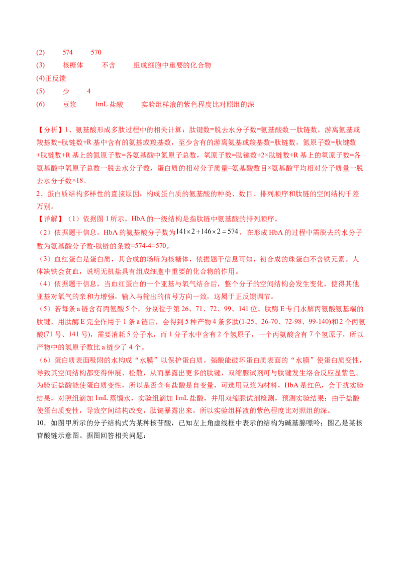 第04讲蛋白质和核酸（练习）（解析版）_2025年新高考资料_一轮复习_2025年高考生物一轮复习讲练测（新教材新高考）
