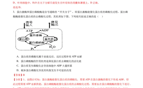 第08讲酶和ATP（第二课时）（练习）（解析版）_新高考复习资料_2025年新高考资料_2025年高考生物一轮复习讲练测（新教材新高考）