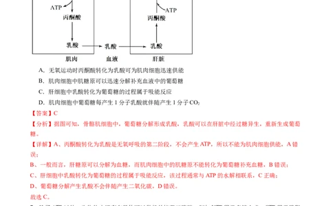 第08讲酶和ATP（第二课时）（练习）（解析版）_新高考复习资料_2025年新高考资料_2025年高考生物一轮复习讲练测（新教材新高考）