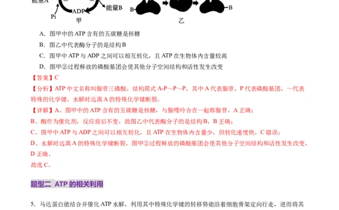第08讲酶和ATP（第二课时）（练习）（解析版）_2025年新高考资料_一轮复习_2025年高考生物一轮复习讲练测（新教材新高考）