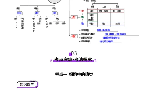 第03讲糖类和脂质（讲义）（原卷版）_2025年新高考资料_一轮复习_2025年高考生物一轮复习讲练测（新教材新高考）