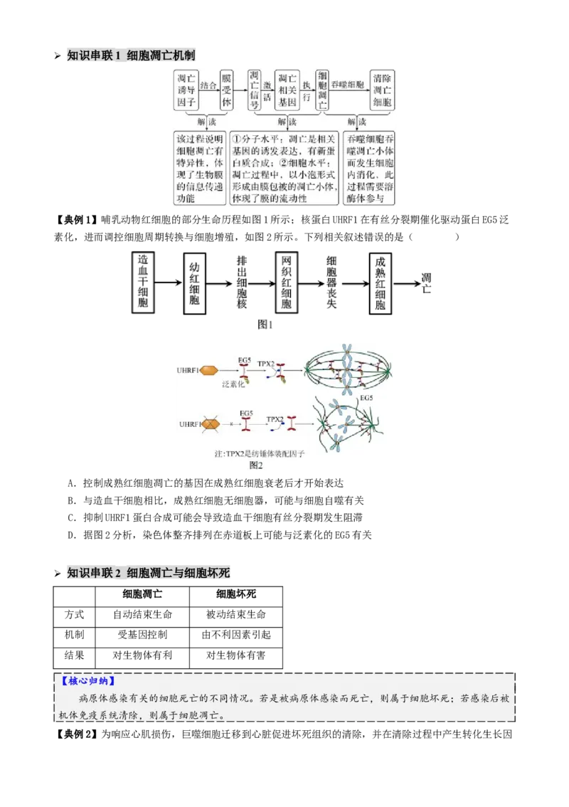 第06讲细胞的分化、衰老、死亡和癌变（讲义）（原卷版）_2025年新高考资料_二轮复习_上好课2025年高考生物二轮复习讲练测（新高考通用）3380526