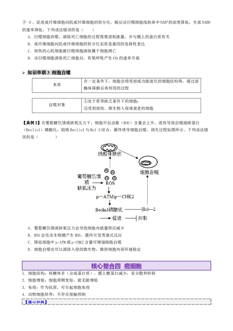 第06讲细胞的分化、衰老、死亡和癌变（讲义）（原卷版）_2025年新高考资料_二轮复习_上好课2025年高考生物二轮复习讲练测（新高考通用）3380526