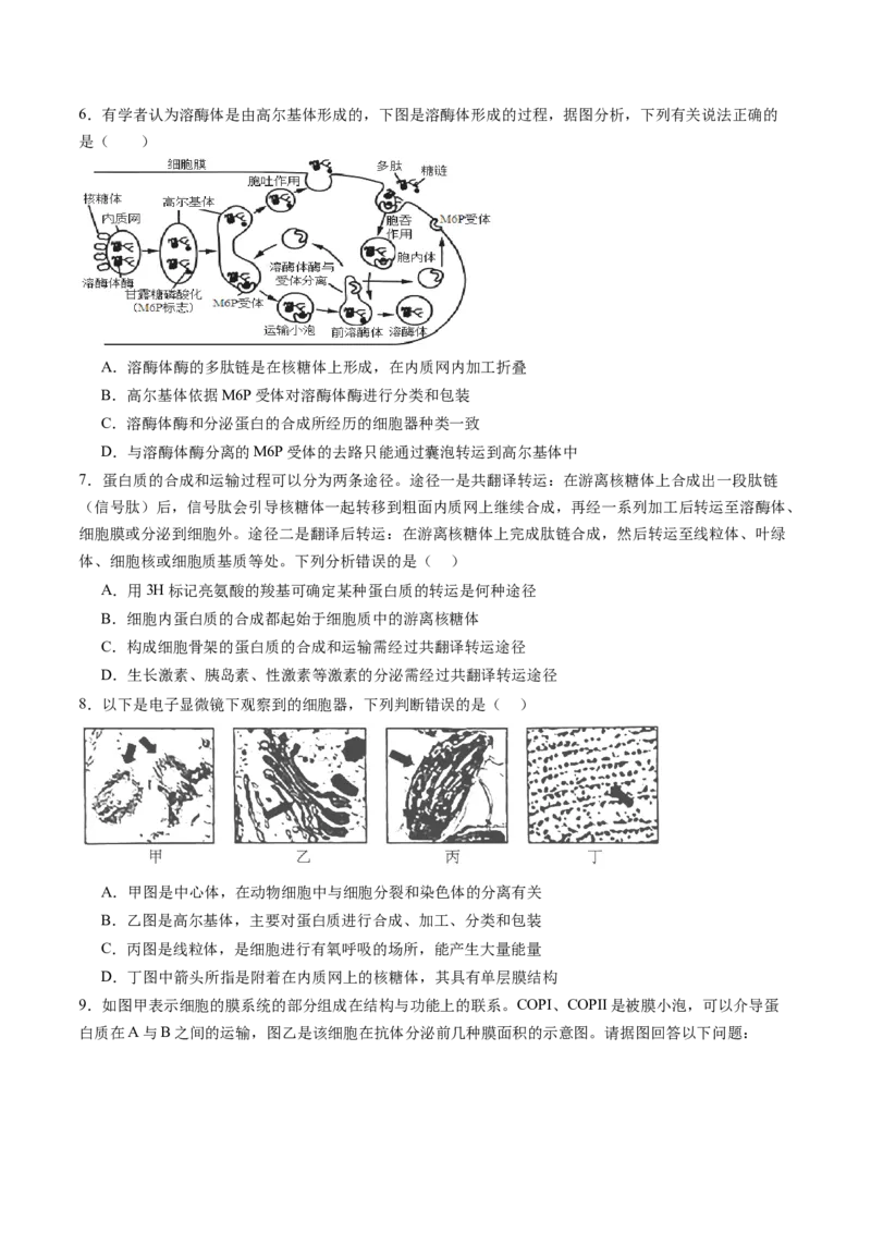 第06讲细胞器和生物膜系统（练习）（原卷版）_2025年新高考资料_一轮复习_2025年高考生物一轮复习讲练测（新教材新高考）
