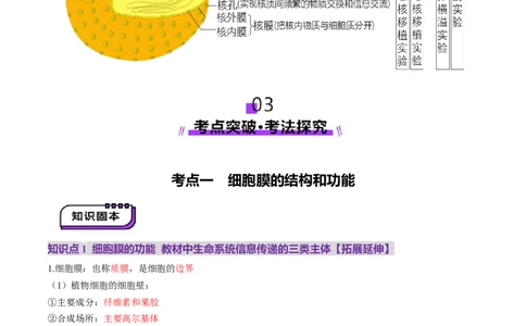 第05讲细胞膜和细胞核（讲义）（解析版）_新高考复习资料_2025年新高考资料_2025年高考生物一轮复习讲练测（新教材新高考）