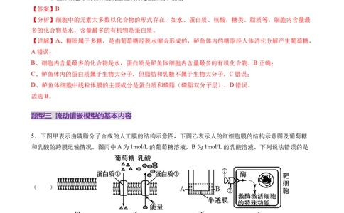 第05讲细胞膜和细胞核（练习）（解析版）_2025年新高考资料_一轮复习_2025年高考生物一轮复习讲练测（新教材新高考）