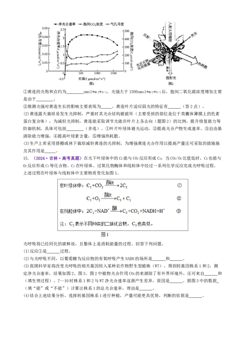 第04讲细胞呼吸和光合作用（专项训练）（原卷版）_2025年新高考资料_二轮复习_上好课2025年高考生物二轮复习讲练测（新高考通用）3380526