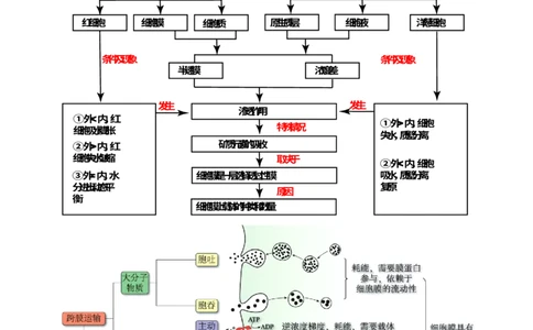 第07讲物质运输（讲义）（原卷版）_2025年新高考资料_一轮复习_2025年高考生物一轮复习讲练测（新教材新高考）