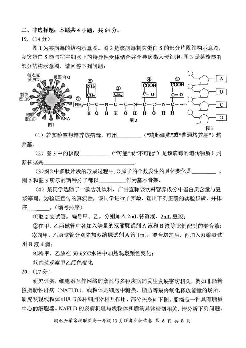 2024年湖北云学联盟高一12月联考生物试卷_2024年12月试卷_1225湖北省云学名校联盟2024-2025学年高一上学期12月联考_湖北省云学名校联盟2024-2025学年高一上学期12月联考生物试题PDF版含答案