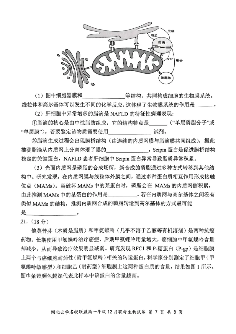 2024年湖北云学联盟高一12月联考生物试卷_2024年12月试卷_1225湖北省云学名校联盟2024-2025学年高一上学期12月联考_湖北省云学名校联盟2024-2025学年高一上学期12月联考生物试题PDF版含答案