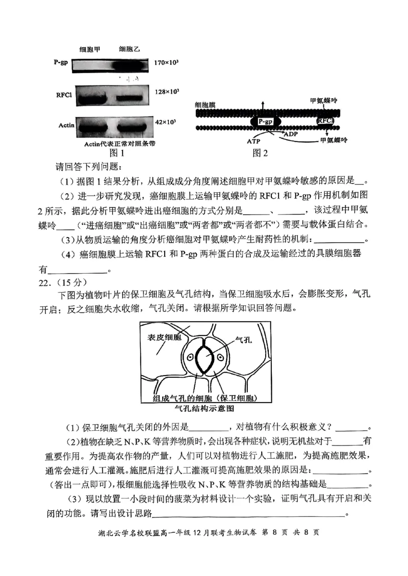2024年湖北云学联盟高一12月联考生物试卷_2024年12月试卷_1225湖北省云学名校联盟2024-2025学年高一上学期12月联考_湖北省云学名校联盟2024-2025学年高一上学期12月联考生物试题PDF版含答案