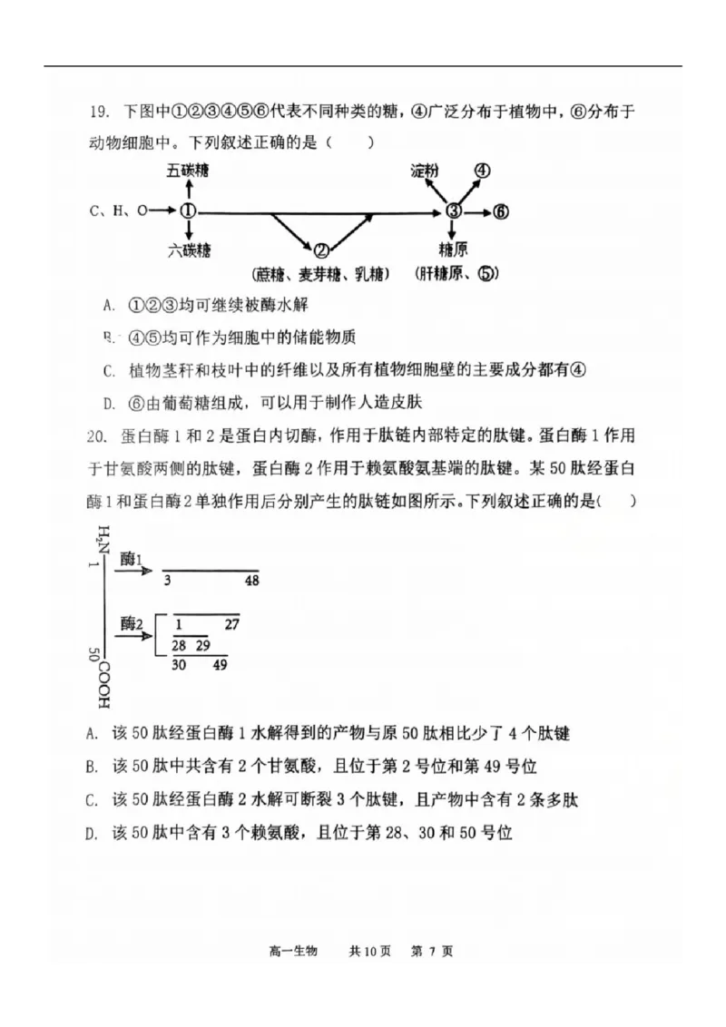 2025-2026学年度（上）七校协作体高一联考生物试题_2025年10月高一试卷_251014辽宁省七校协作体2025-2026学年高一上学期10月联考（全）