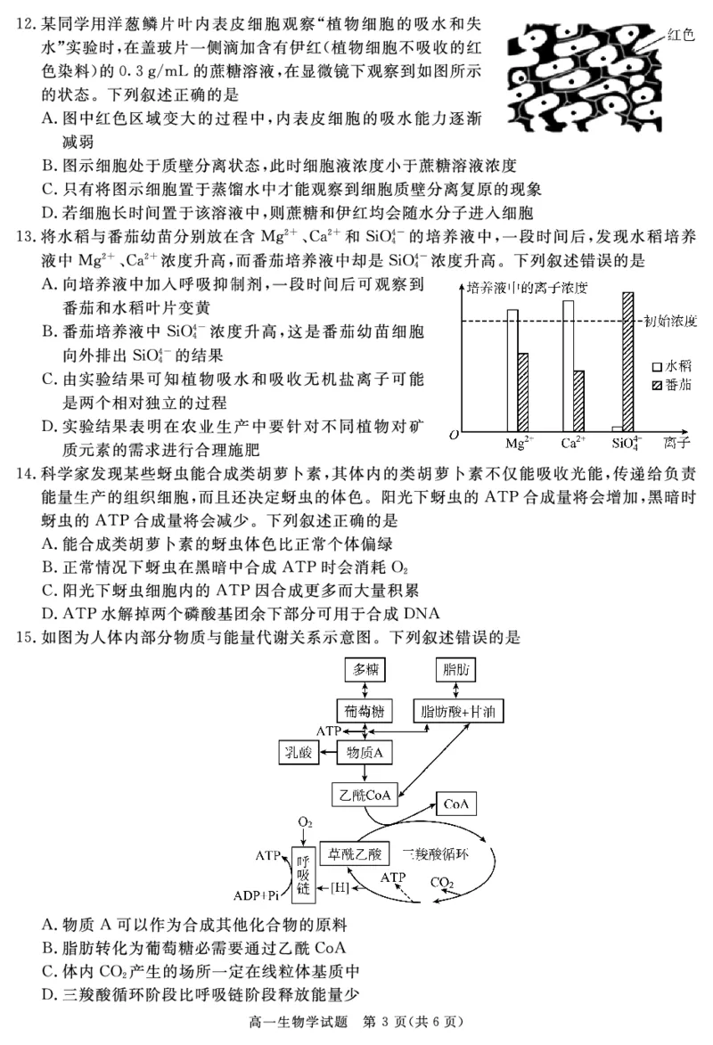 SN2027届地区期末生物_2025年01月试卷_0119四川省遂宁市2024-2025学年高一上学期期末_四川省遂宁市2024-2025学年高一上学期期末生物试题PDF版含解析