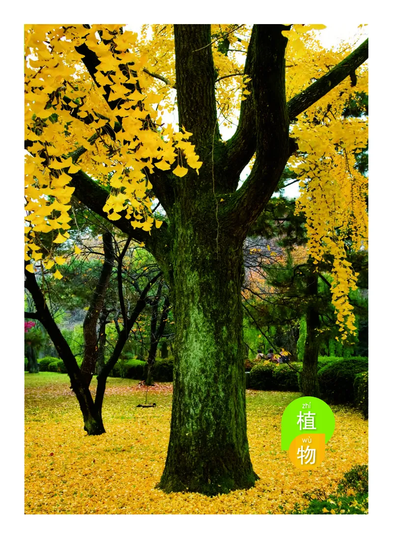 义务教育教科书&middot;科学一年级上册_电子课本_小学电子课本_05科学_教科版