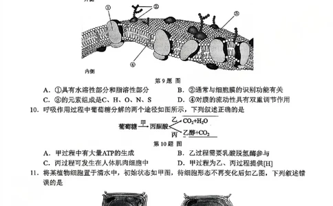 A类生物试题_2026年02月高一试卷_260208浙江省温州市2025-2026学年高一上学期期末（A卷+B卷）（全）_浙江省温州市2025-2026学年高一上学期期末试题A卷