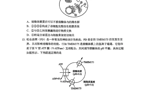 东北师大2025-2026高一上期末生物_2026年01月高一试卷_260125吉林省长春市东北师大附中2025-2026学年高一上学期期末_吉林省长春市东北师大附中2025-2026学年高一上学期期末生物试题含答案