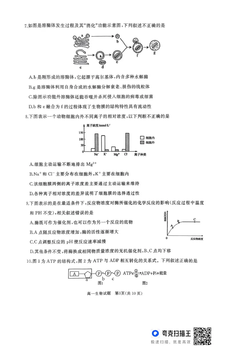 作业美化_高一生物试题_2025年03月试卷_0308山东省枣庄市台儿庄区等2地2024-2025学年高一上学期1月期末考试