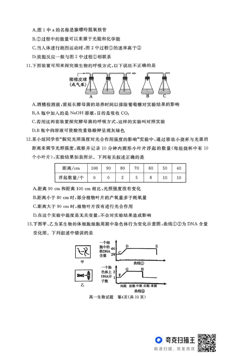 作业美化_高一生物试题_2025年03月试卷_0308山东省枣庄市台儿庄区等2地2024-2025学年高一上学期1月期末考试