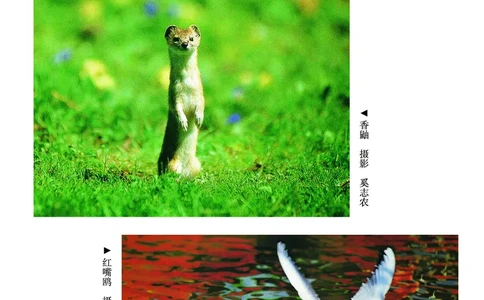 义务教育教科书&middot;美术二年级上册_电子课本_小学电子课本_07美术_湘美版
