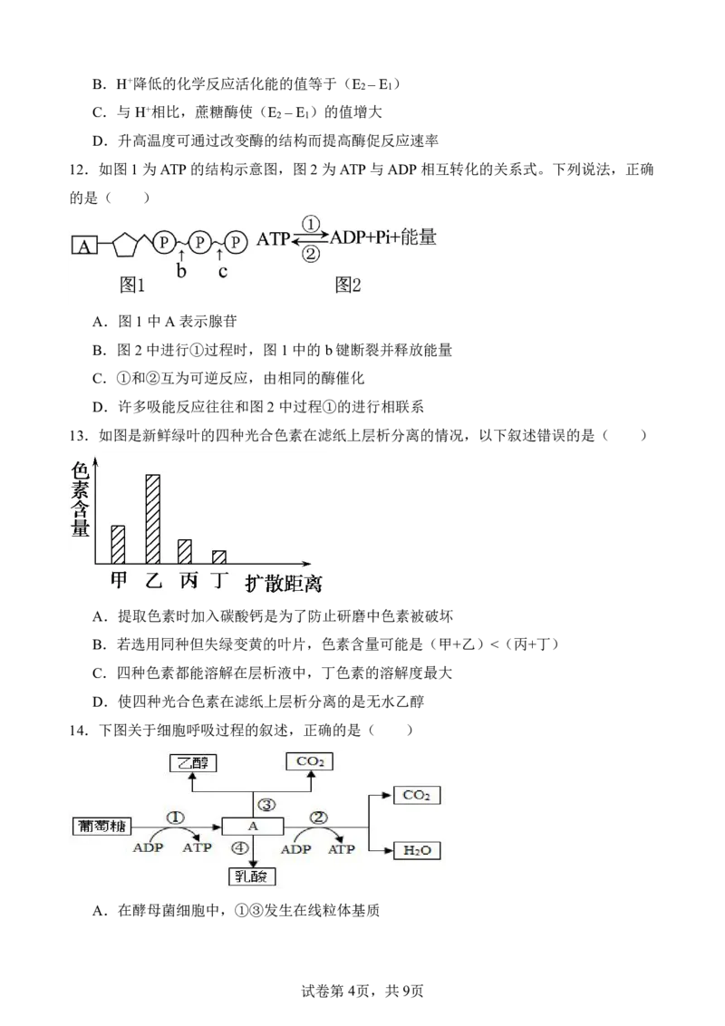 仪陇中学高一生物12月月考卷1_20251222095854_2026年01月高一试卷_260115四川省南充市仪陇中学2025-2026学年高一上学期12月月考试题