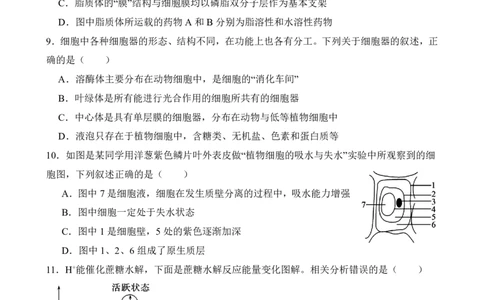 仪陇中学高一生物12月月考卷1_20251222095854_2026年01月高一试卷_260115四川省南充市仪陇中学2025-2026学年高一上学期12月月考试题