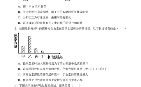 仪陇中学高一生物12月月考卷1_20251222095854_2026年01月高一试卷_260115四川省南充市仪陇中学2025-2026学年高一上学期12月月考试题