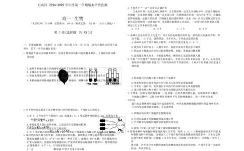 内蒙古自治区赤峰市红山区2024-2025学年高一上学期期末统考生物试卷_2025年02月试卷_0225内蒙古自治区赤峰市红山区2024-2025学年高一上学期期末考试