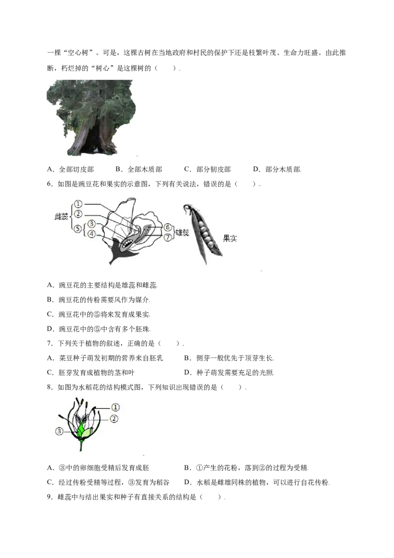 第3单元（第2章）被子植物的一生（提分小卷）（人教版）（原卷版）_初中全科电子版试卷练习试题_生物_生物人教版7上练习&mdash;24新版已更新_人教生物7年级上单元试卷36份