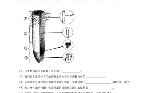 第3单元（第2章）被子植物的一生（提分小卷）（人教版）（原卷版）_初中全科电子版试卷练习试题_生物_生物人教版7上练习&mdash;24新版已更新_人教生物7年级上单元试卷36份