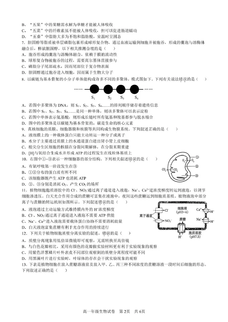 合肥六校联盟2024-2025学年第一学期期末联考高一年级生物生物试卷_2025年02月试卷_0224安徽省合肥市六校联盟2024-2025学年高一上学期1月期末考试