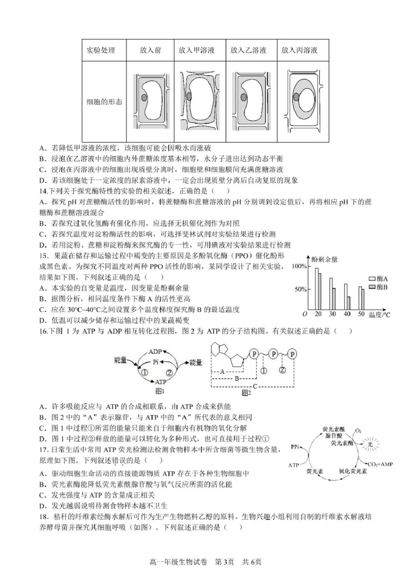 合肥六校联盟2024-2025学年第一学期期末联考高一年级生物生物试卷_2025年02月试卷_0224安徽省合肥市六校联盟2024-2025学年高一上学期1月期末考试