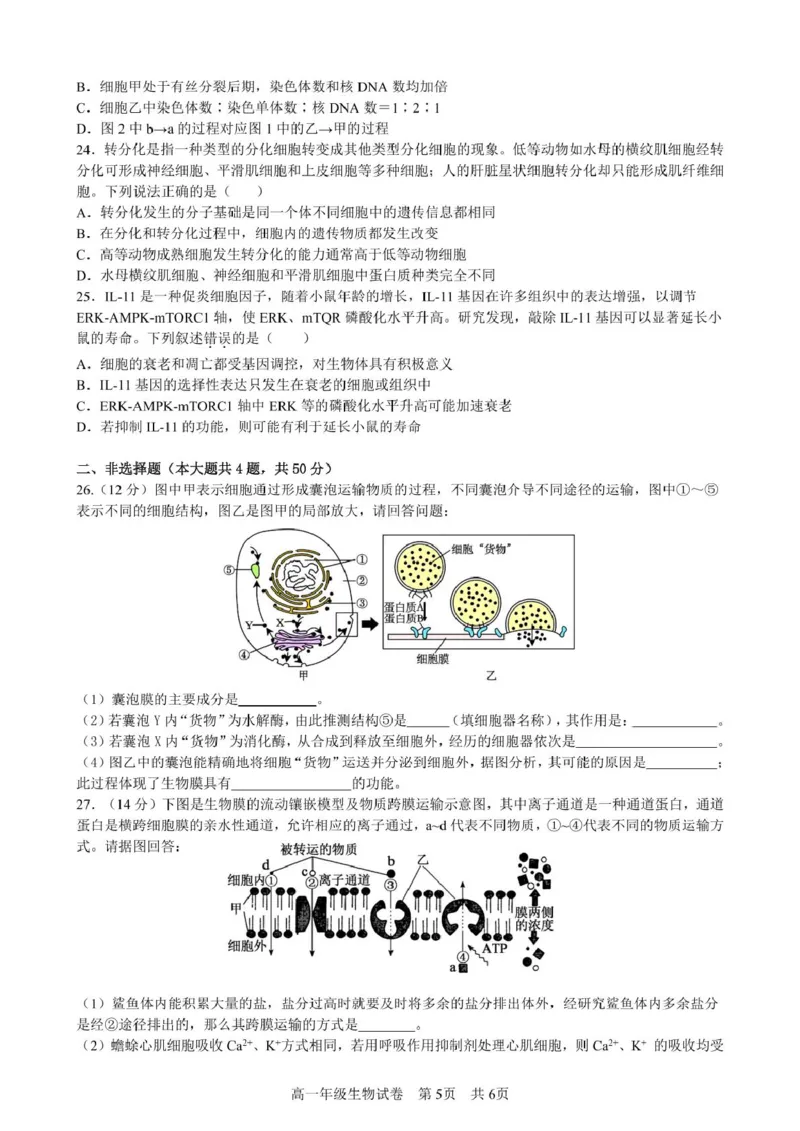 合肥六校联盟2024-2025学年第一学期期末联考高一年级生物生物试卷_2025年02月试卷_0224安徽省合肥市六校联盟2024-2025学年高一上学期1月期末考试