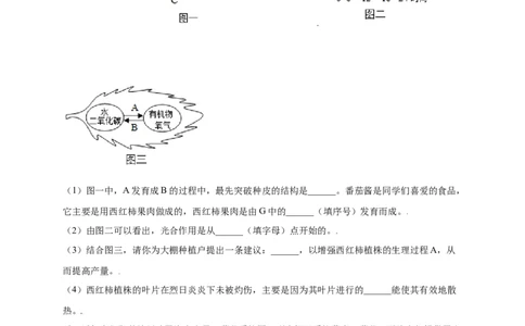 第3单元（第5章）绿色植物与生物圈中的碳-氧平衡（提分小卷）（人教版）（原卷版）_初中全科电子版试卷练习试题_生物_生物人教版7上练习&mdash;24新版已更新