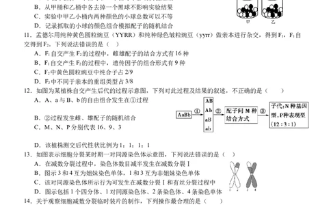 南充高中高2024级第二学期第一次月考生物2025.3.26_2025年04月试卷_0406四川省南充市高级中学2024-2025学年高一下学期4月考试题