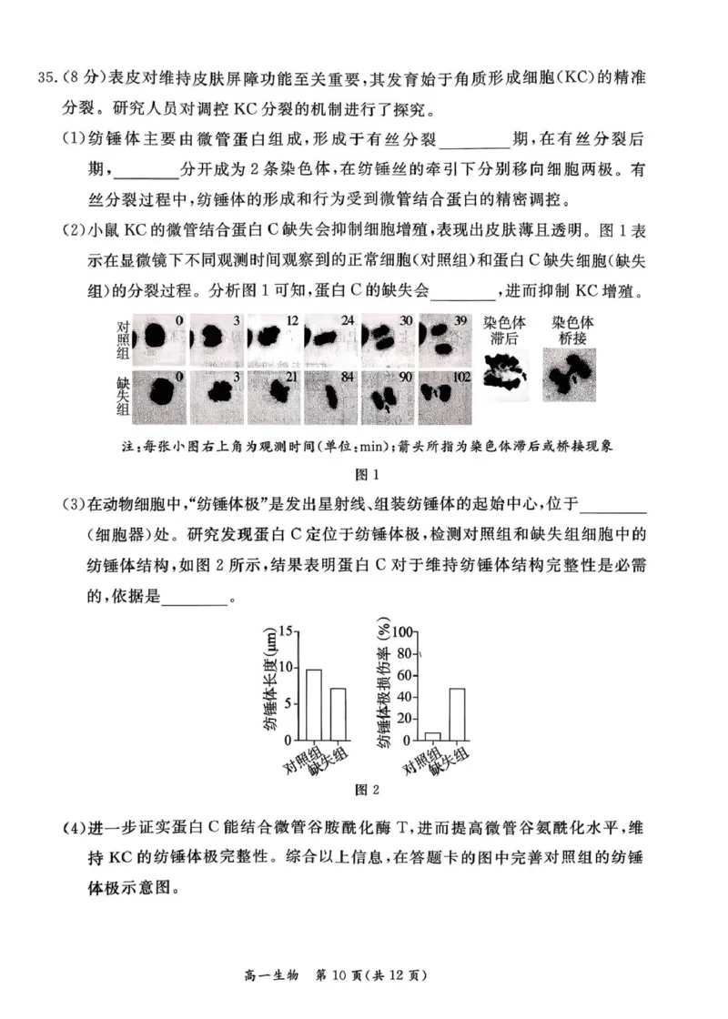 北京市东城区2025-2026学年高一上学期期末生物试卷（图片版，含答案）_2026年02月高一试卷_260202北京市东城区2025-2026学年高一上学期期末