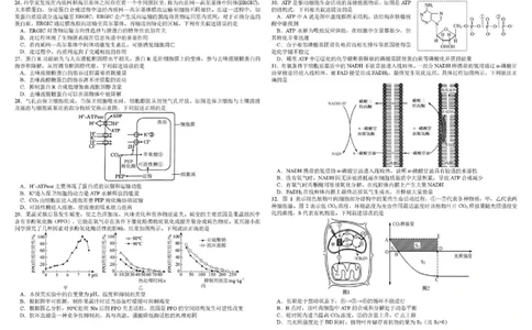 四川省成都市树德中学2025-2026学年高一上学期1月期末生物试题含答案_2026年02月高一试卷_260205四川省成都市树德中学2025-2026学年高一上学期期末（全）