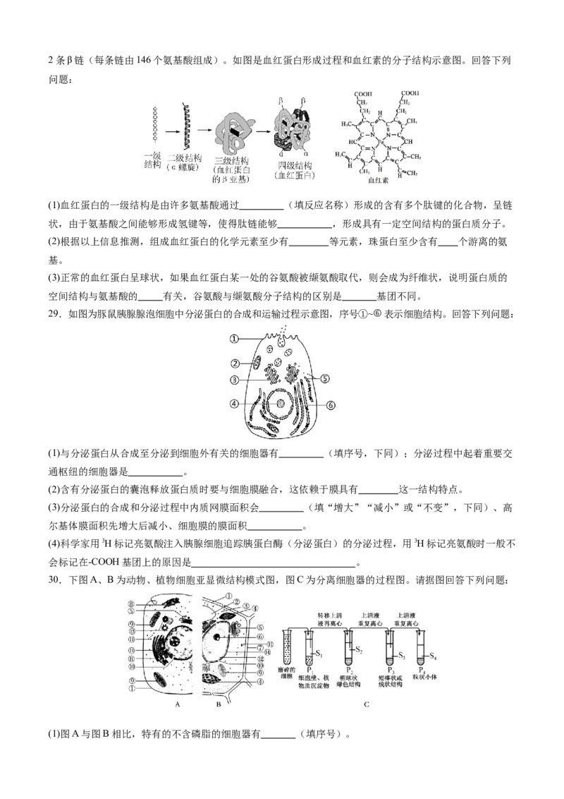 四川省内江市威远中学校2025-2026学年高一上学期12月月考生物试题（含答案）_2025年12月高一试卷_251216四川省内江市威远中学校2025-2026学年高一上学期12月月考（全）