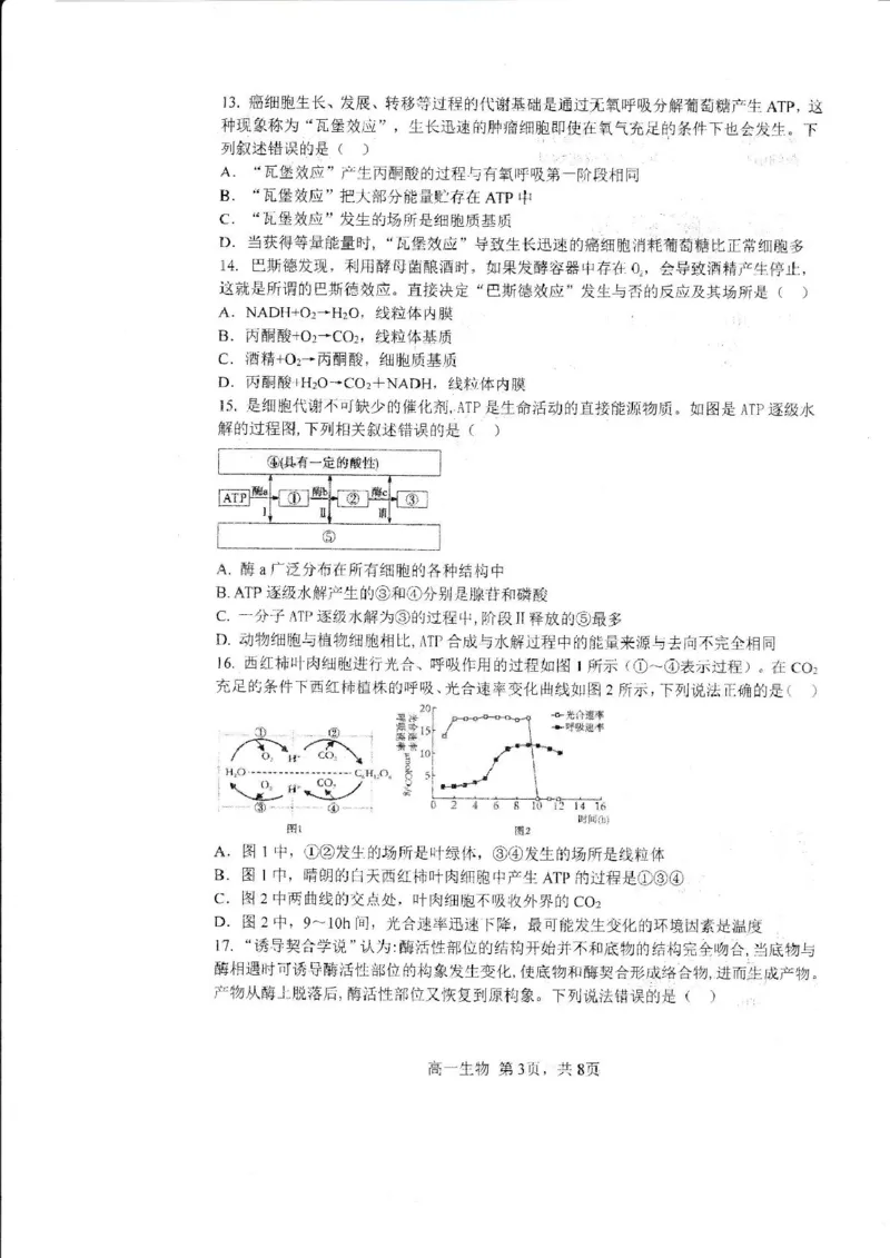 哈三中2024-2025学年度上学期高一学年12月月考生物试卷_2025年01月试卷_0113黑龙江省哈尔滨市第三中学2024-2025学年高一上学期12月月考试题