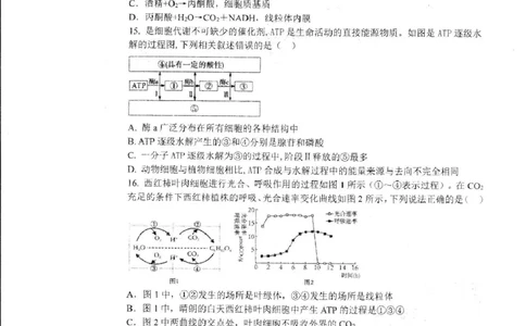 哈三中2024-2025学年度上学期高一学年12月月考生物试卷_2025年01月试卷_0113黑龙江省哈尔滨市第三中学2024-2025学年高一上学期12月月考试题