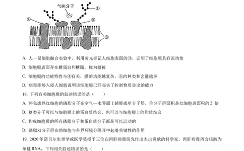四川省眉山市仁寿县协作体2024-2025学年高一上学期11月期中联考生物试题Word版无答案_2024年12月试卷_1224四川省眉山市仁寿县协作体2024-2025学年高一上学期11月期中联考