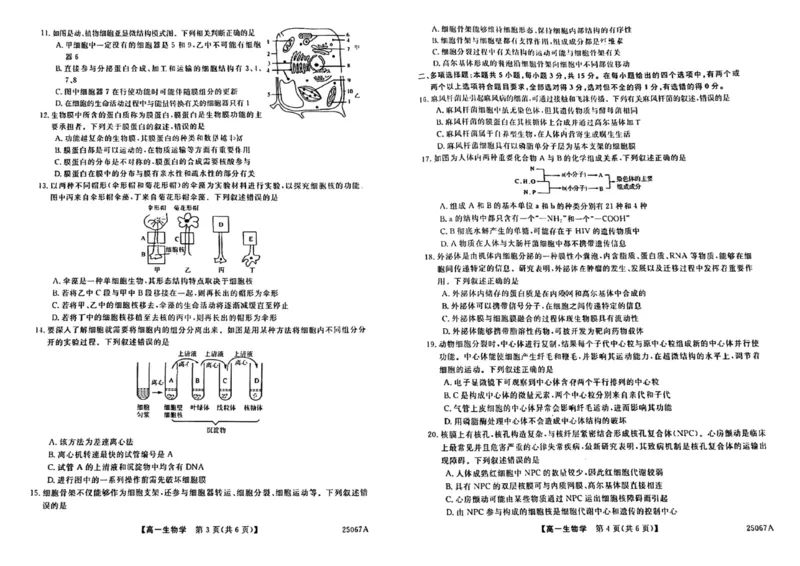 吉林省四平市普通高中2024-2025学年高一上学期期中教学质量检测生物试题_2024年11月试卷_1117吉林省四平市普通高中2024-2025学年高一上学期期中考试