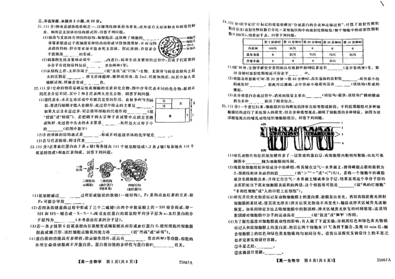 吉林省四平市普通高中2024-2025学年高一上学期期中教学质量检测生物试题_2024年11月试卷_1117吉林省四平市普通高中2024-2025学年高一上学期期中考试