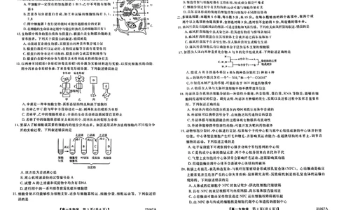 吉林省四平市普通高中2024-2025学年高一上学期期中教学质量检测生物试题_2024年11月试卷_1117吉林省四平市普通高中2024-2025学年高一上学期期中考试