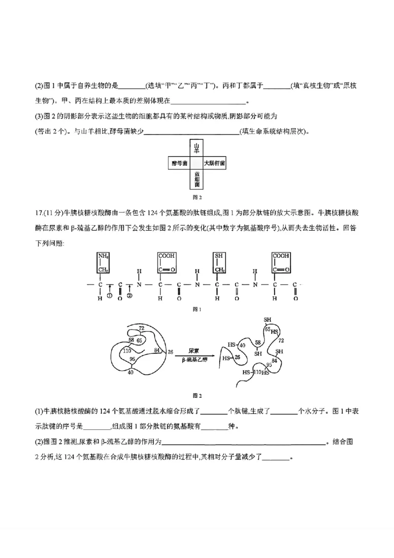 四川省2025-2026学年高一上学期11月期中联考生物学试卷含答案_2025年12月高一试卷_251202金太阳&middot;四川省2025-2026学年高一上学期11月联考（26-85A）（全）
