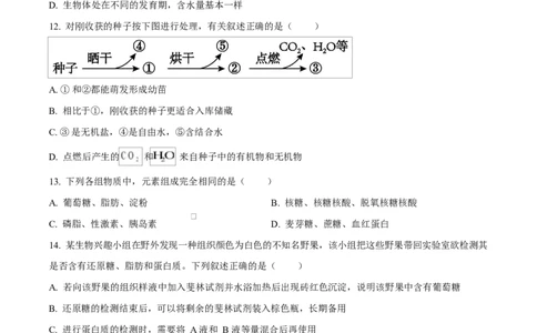 四川省内江市第一中学2025-2026学年高一上学期10月月考生物试题（原卷版）_2025年11月高一试卷_251101四川省内江市第一中学2025-2026学年高一上学期第一次月考（全）(1)