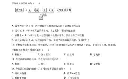 四川省绵阳市2024-2025学年高一上学期11月期中考试生物试题Word版无答案_2024年12月试卷_1202四川省绵阳市2024-2025学年高一上学期11月期中考试