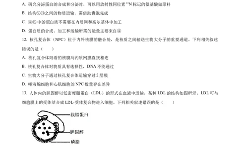 四川省绵阳市高中2024-2025学年高一上学期期末教学质量测试生物学试题Word版无答案_2025年03月试卷_0312四川省绵阳市2024-2025学年高一上学期1月期末考试
