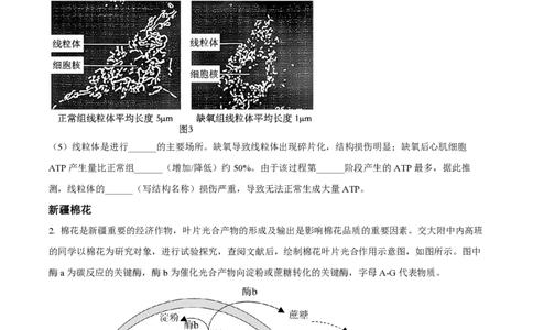 精品解析：上海交通大学附属中学2022-2023学年高一下学期期末生物试题（原卷版）_0122026上海中考一模二模真题试卷_2026年上海一模_上海1500初中高中试卷_高中_高一_下学期_3：期末