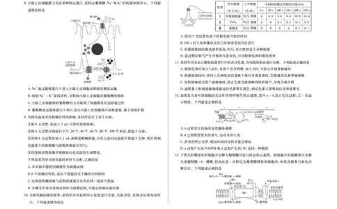 安徽省合肥六中等学校2025级高一上学期2月期末考试生物_2026年02月高一试卷_260214安徽省合肥六中等学校2025级高一上学期2月期末考试（全科）