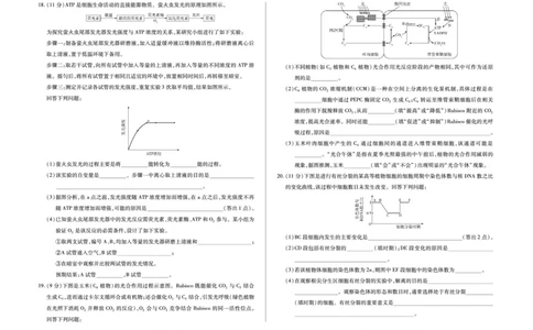 安徽省合肥六中等学校2025级高一上学期2月期末考试生物_2026年02月高一试卷_260214安徽省合肥六中等学校2025级高一上学期2月期末考试（全科）